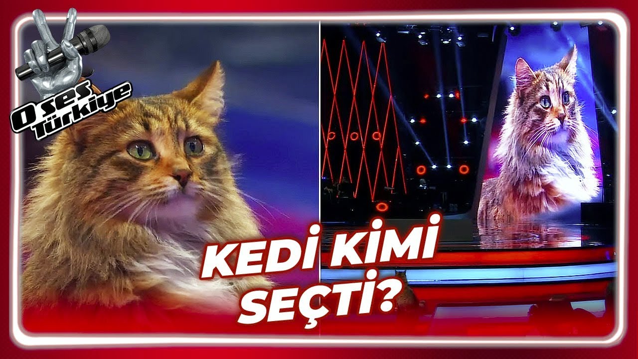 O Ses Türkiye'de Kedi Sürprizi! | O Ses Türkiye 30. Bölüm
