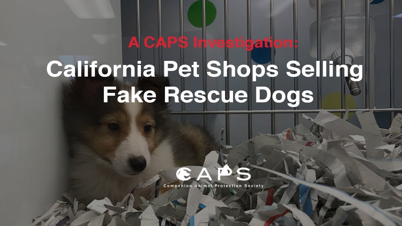 A CAPS Investigation: California Pet Shops Selling Fake Rescue Dogs