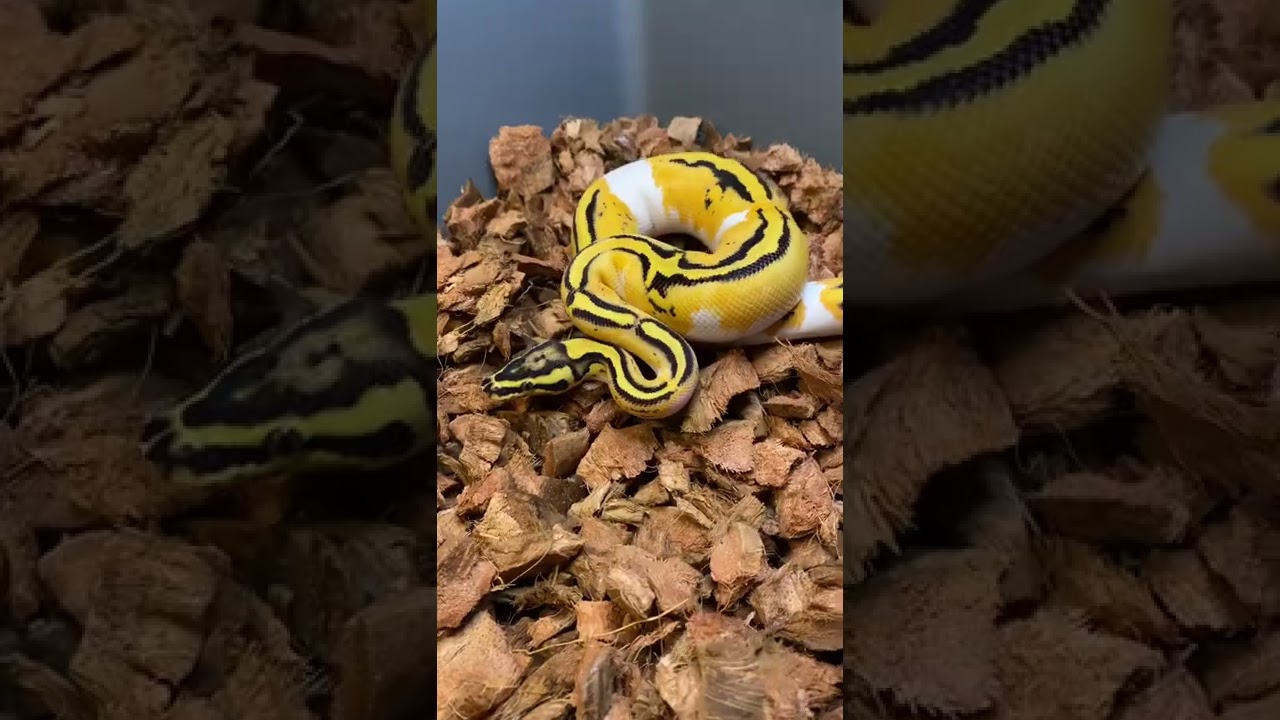 1.0 ODYB FIRE LEO PIED HET CLOWN