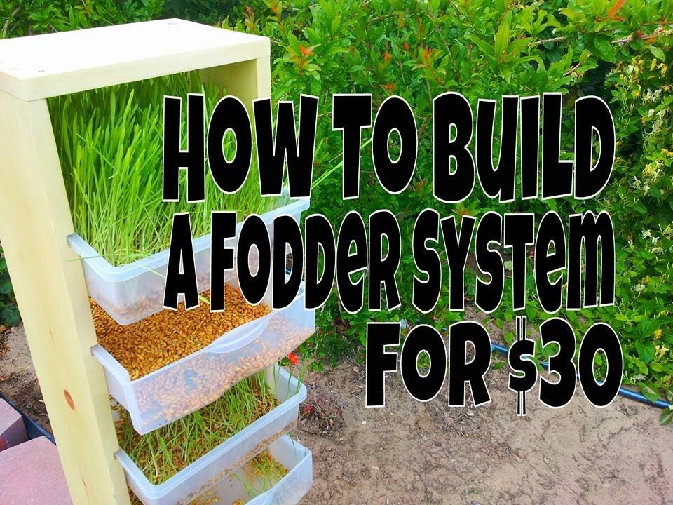 How To Build A Fodder System For Chickens, Rabbits Or Other Animals