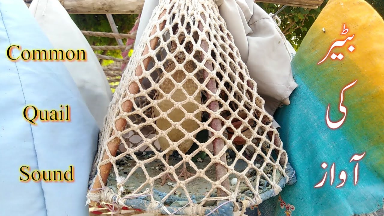 Batair awaz | batair ki boli | quail sound | female quail sound
