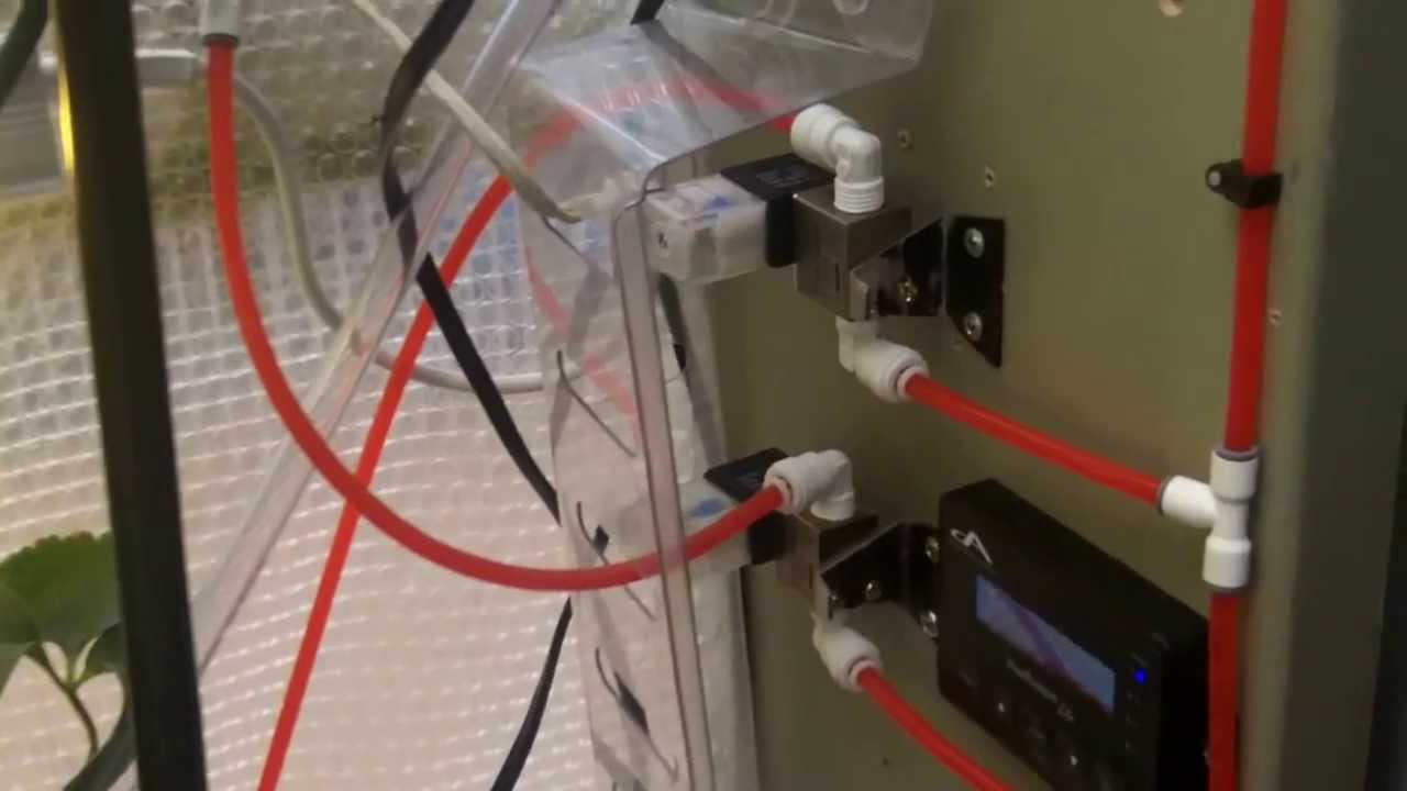 aeroponic strawberries