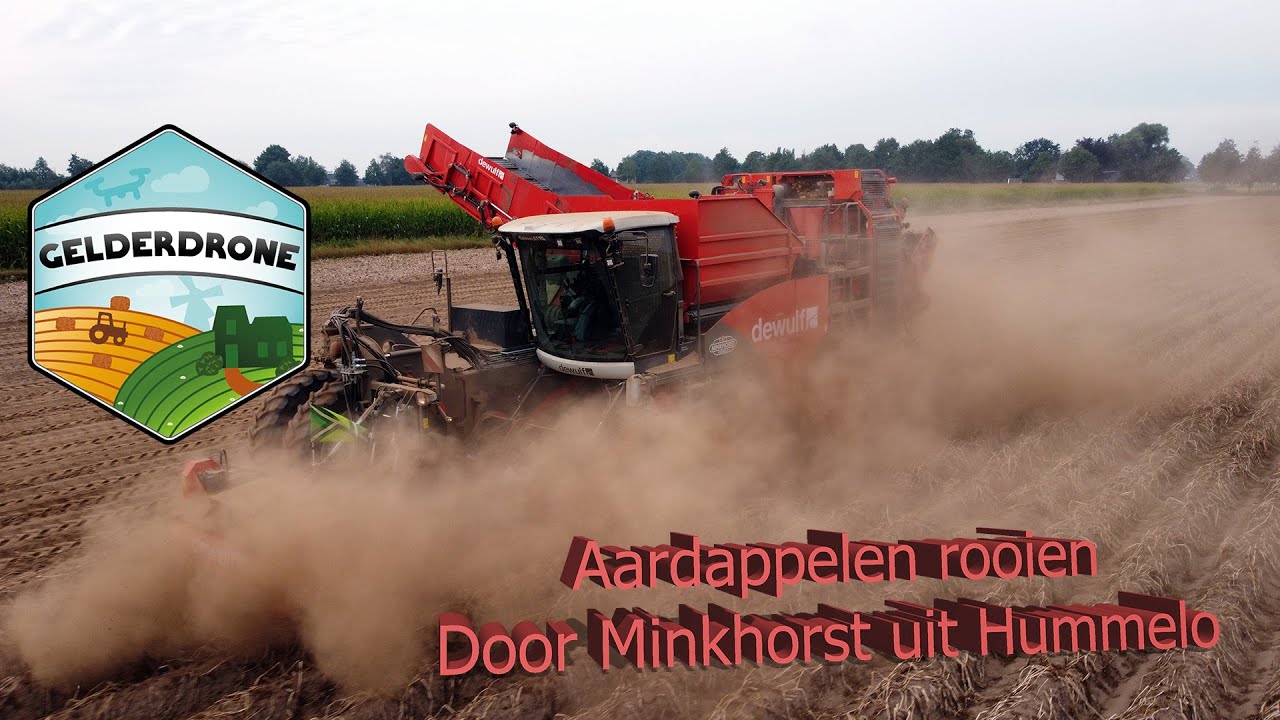Aardappeloogst 2020 - DeWulf RA3080 door Minkhorst uit Hummelo - Kartoffelernte - Potato harvest