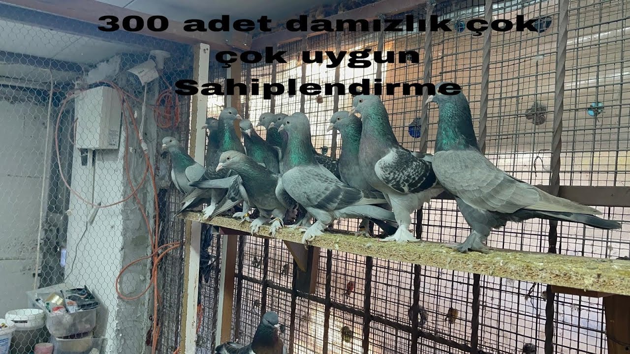 300 Adet güvercin  _ SAHİPLENDİRME 05327713420 #serdaryurttaş #satılıkgüvercin