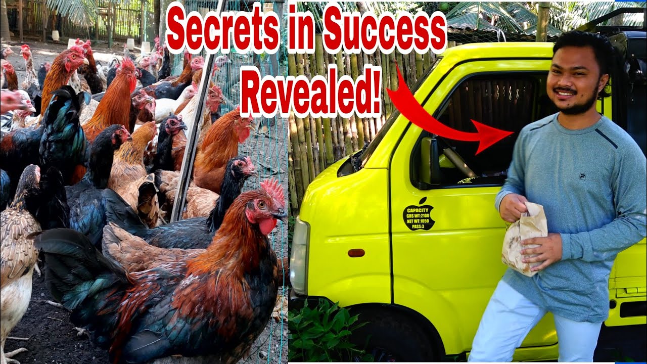 Nagsimula sa 21 Heads na Manok Ngayon Nakabili na ng Sasakyan? How?