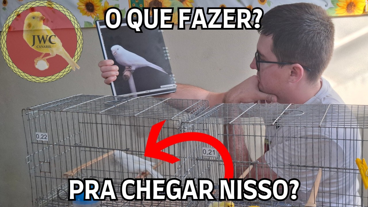 COMO CRIAR O MELHOR CANÁRIO BRANCO! 