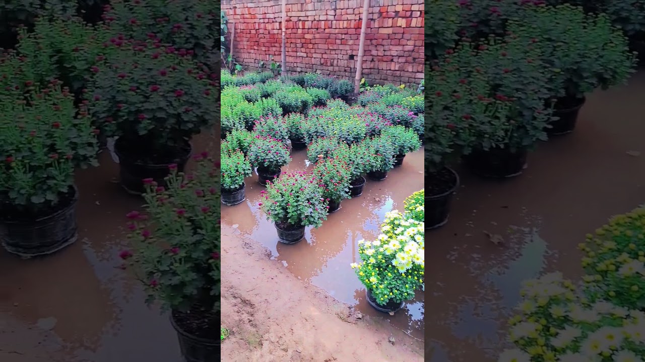Dildo Di ka paudha #flowers #nature #garden #flower #gardening #terracegardenindia #gaming