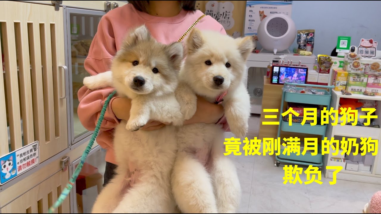 三个月大的狗子，竟然被刚满月的小狗欺负了，这是不是太胆小了？