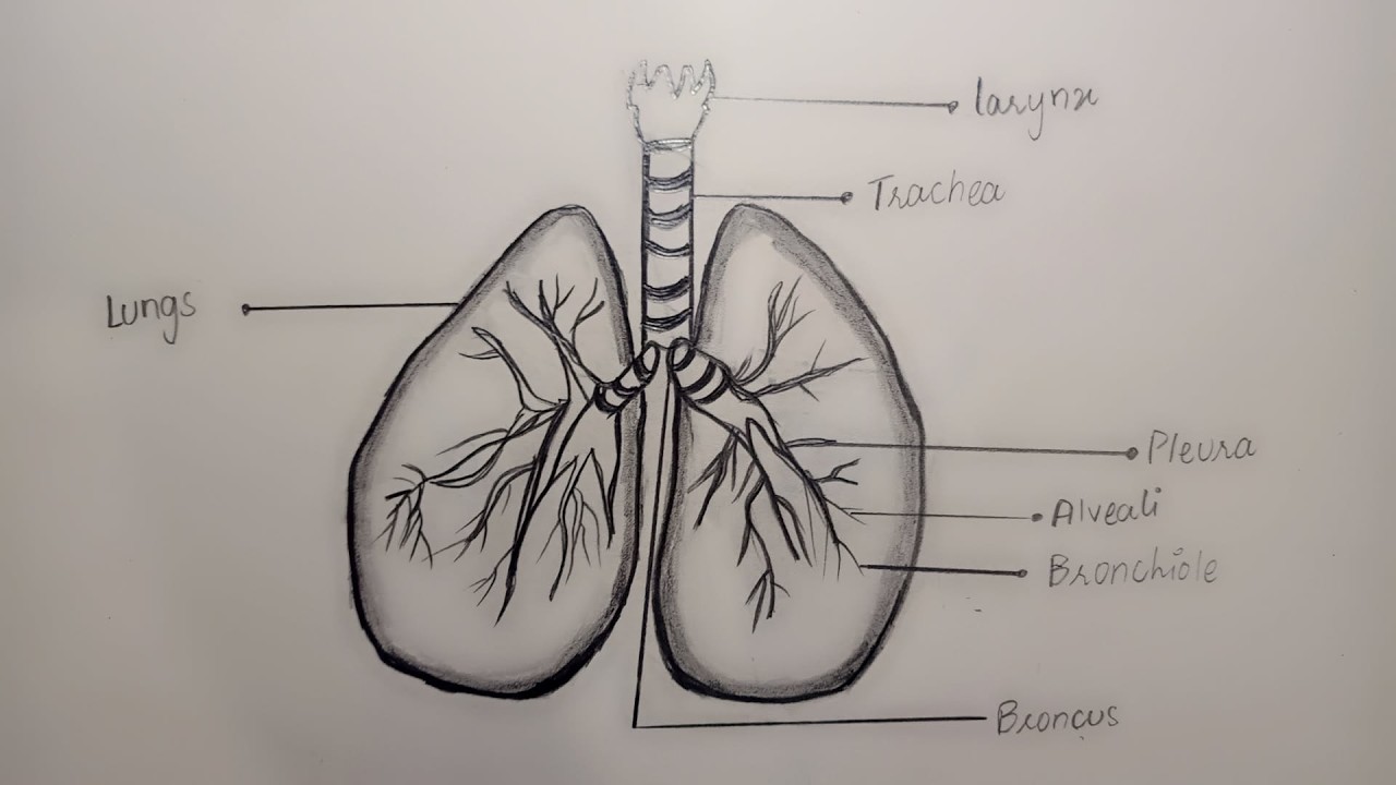 How to draw Lungs || Easy for beginners || Lungs Drawing || Step by step 
