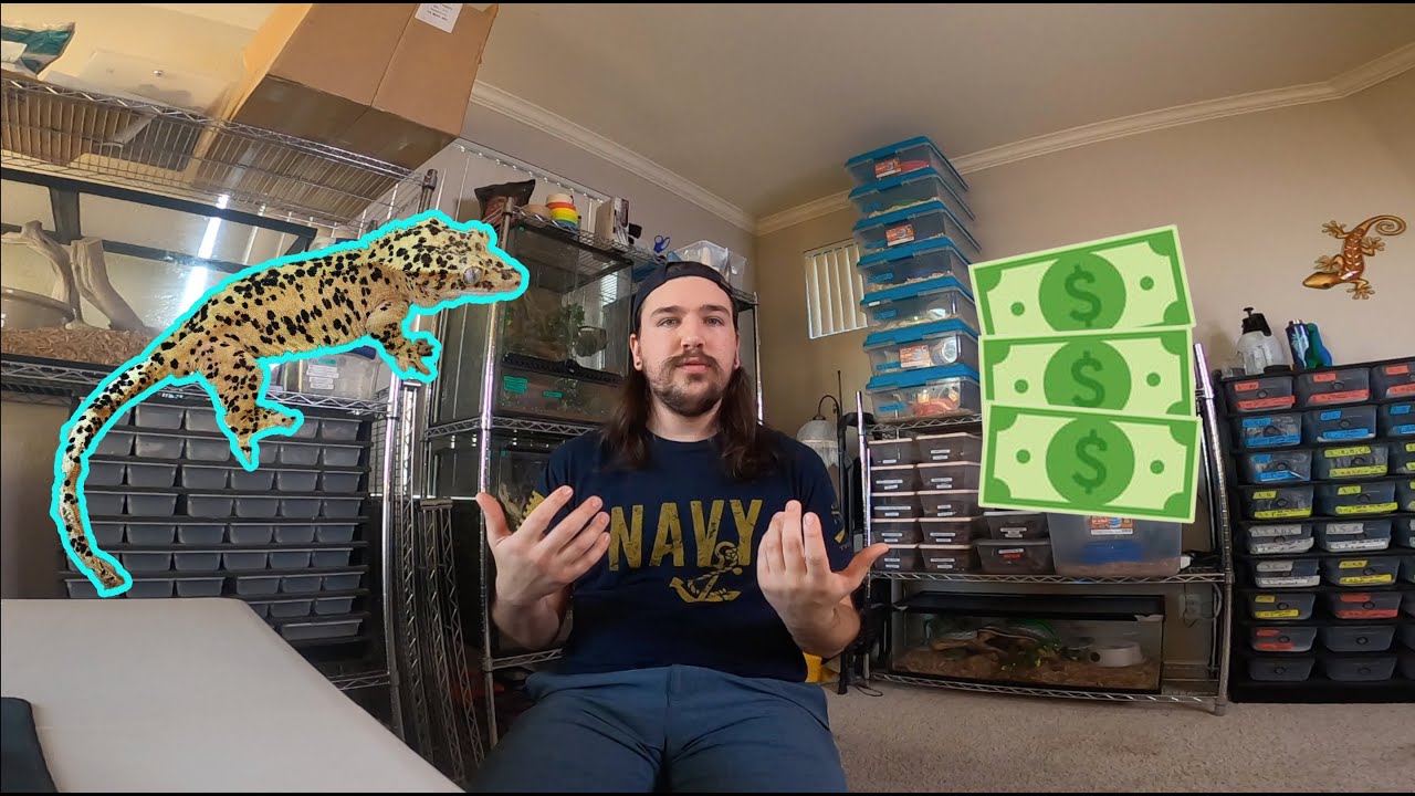 HOW TO Make Money Breeding Crested Geckos!!!