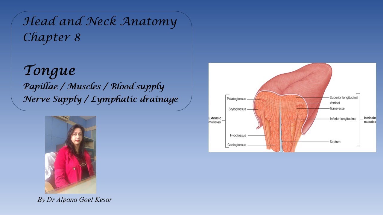 8. Anatomy of Tongue | Muscles of Tongue | Innervation | Lymphatics | Head and Neck Anatomy in 1 day