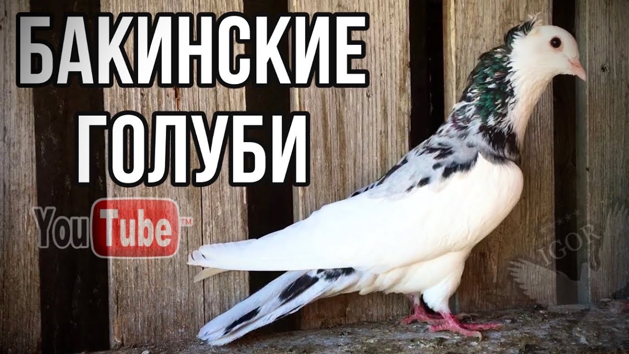Голуби мраморные шейки. Пополнение