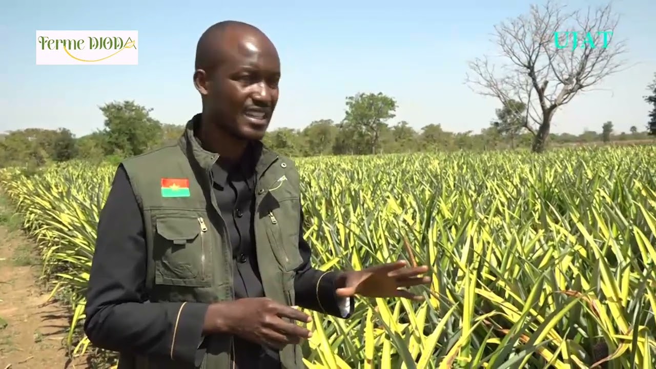 Production d'ananas au Burkina Faso, Ferme Djoda, agriculture en Afrique