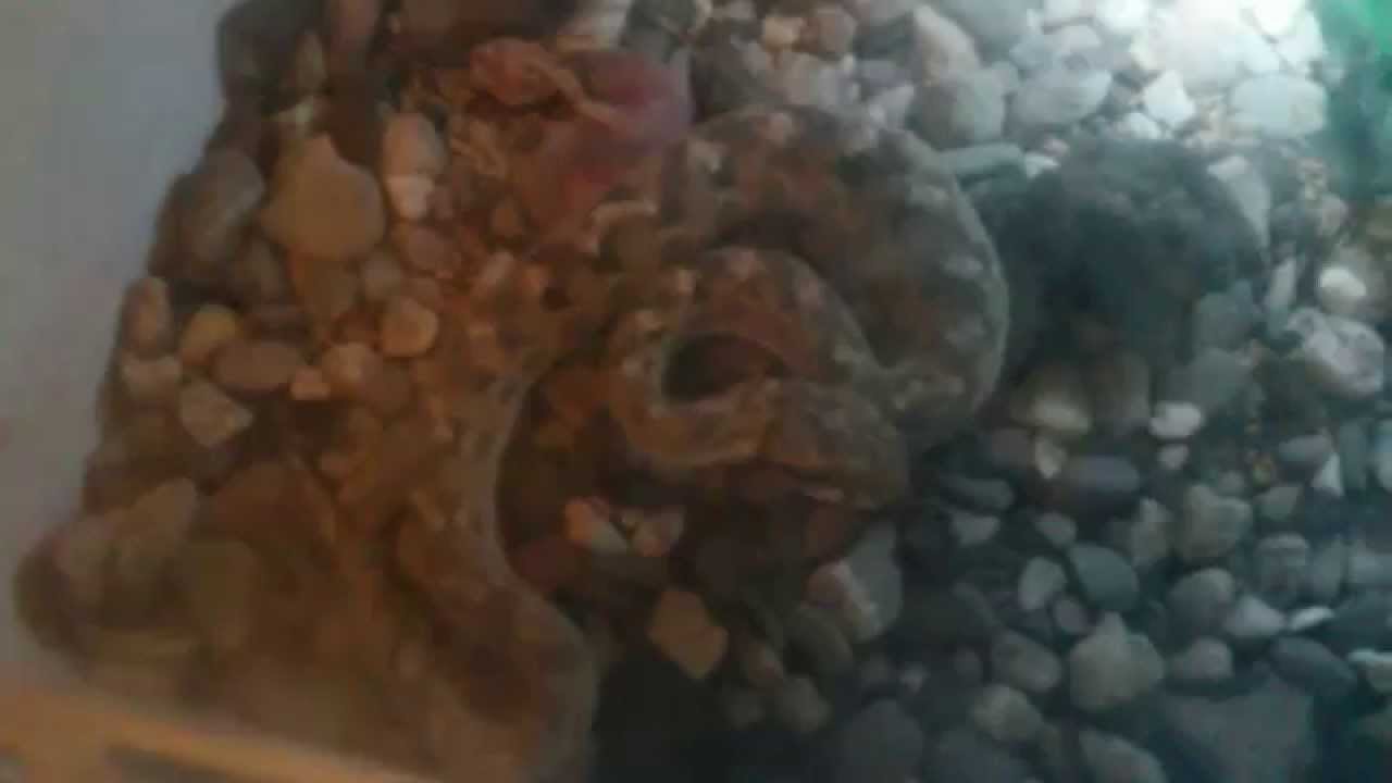 Echis carinatus