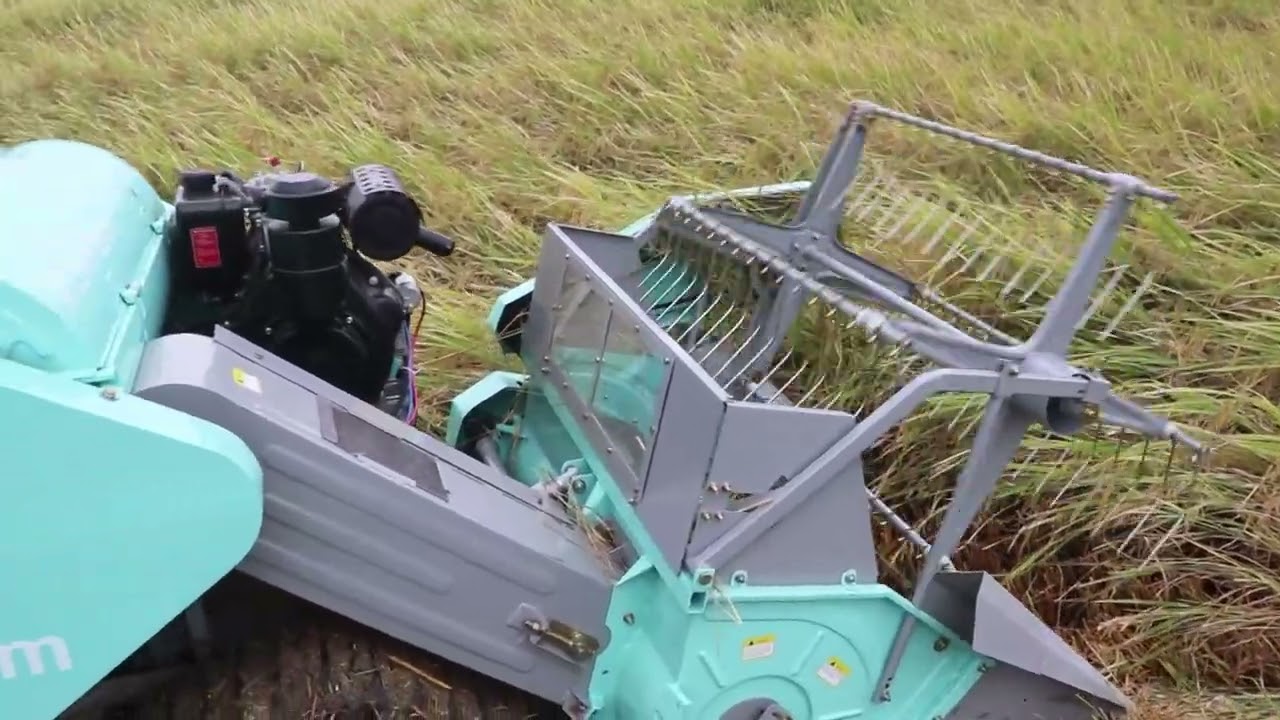 Secretaria de Agricultura de AL realiza dia de campo sobre produção de arroz em Igreja Nova