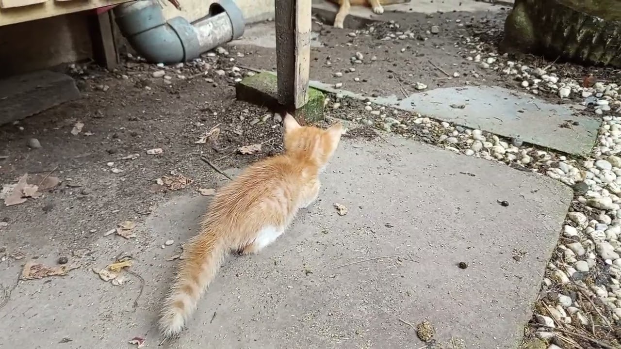 BOCIL BELAJAR CARI MANGSA #anakkucing #kitten #oyen #oyenrandom #anakkucingbermain 