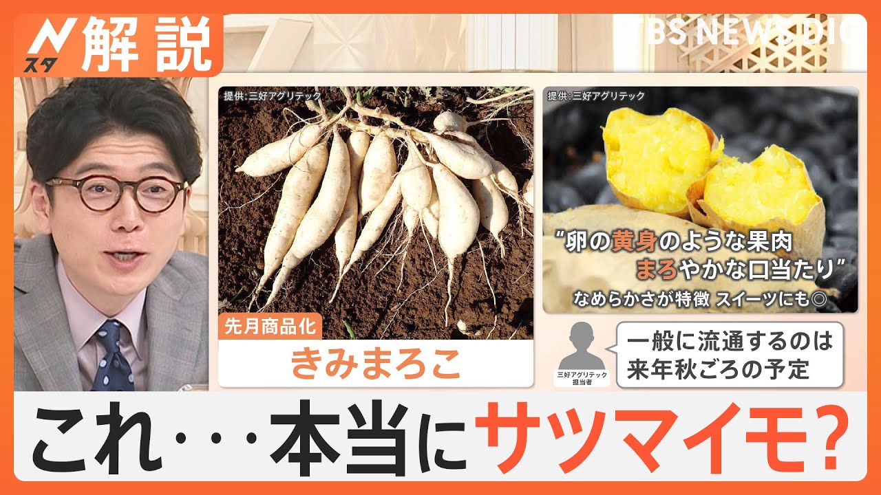 「常識打ち破りたい」これ…本当にサツマイモ！？ 期待の新品種が続々「きみまろこ」「あまはづき」【Nスタ解説】｜TBS NEWS DIG