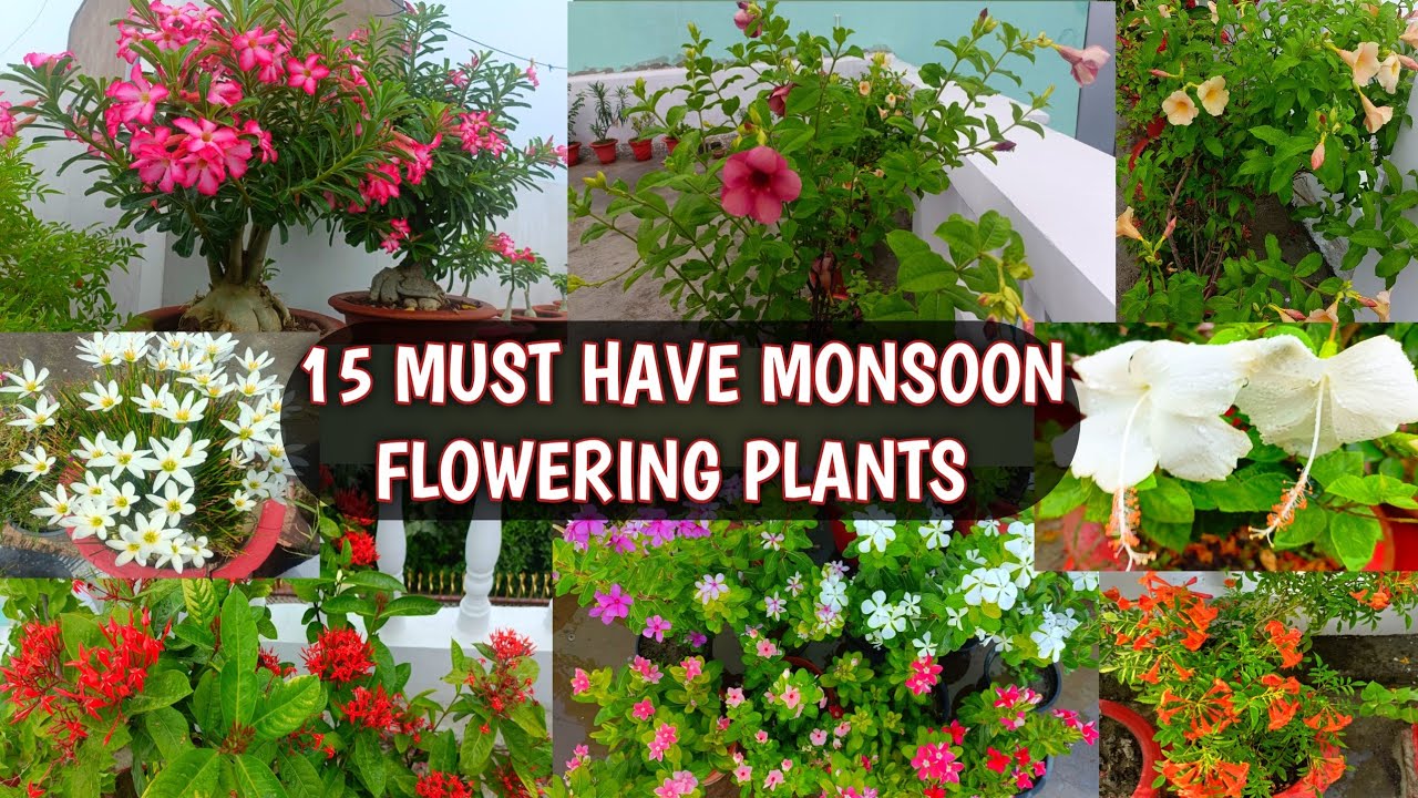 15 MUST HAVE MONSOON FLOWERING PLANTS FOR HOME GARDEN | BEST MONSOON FLOWERS 🌧️☔