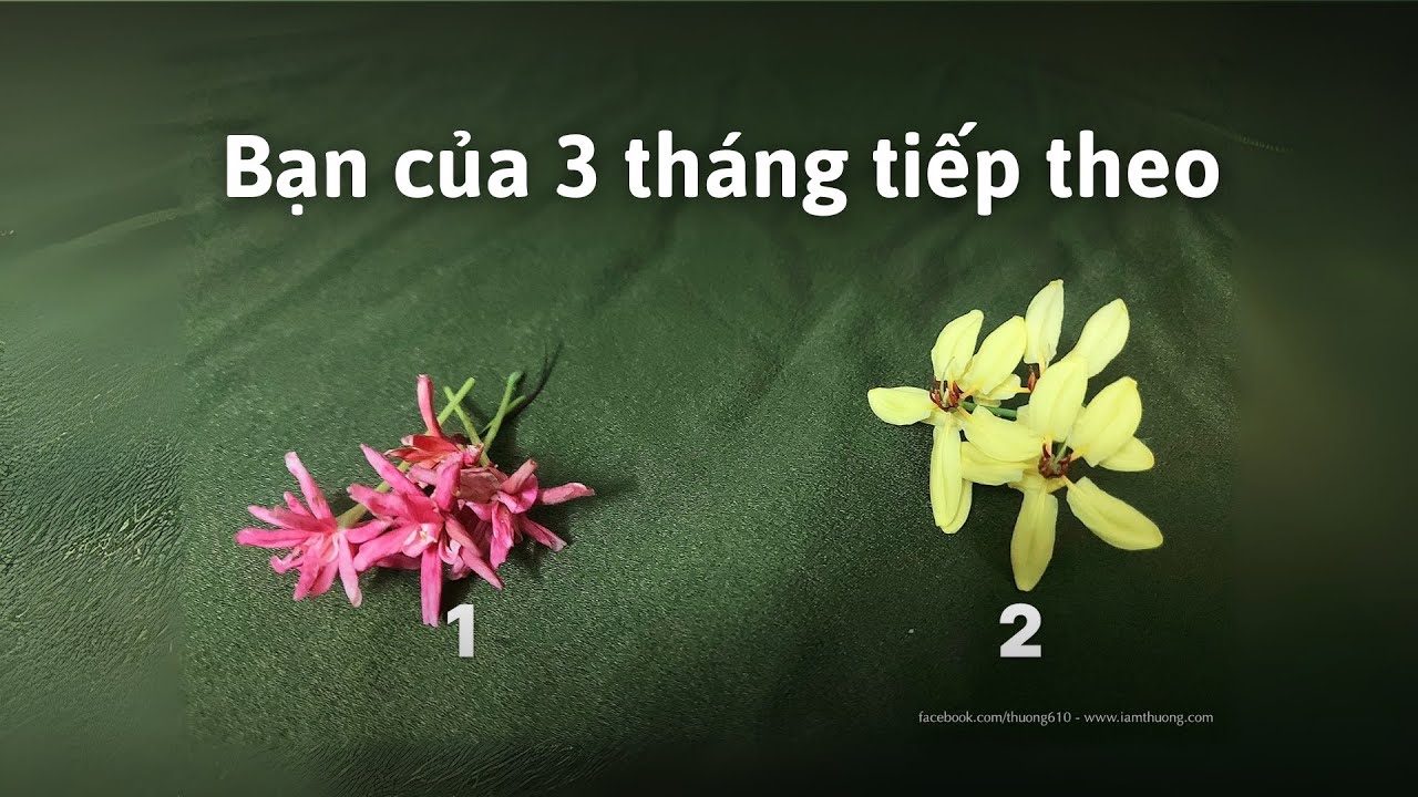 BẢN THÂN: Bạn của 3 tháng tiếp theo/phiên bản bạn sẽ trở thành sau 3 tháng tới