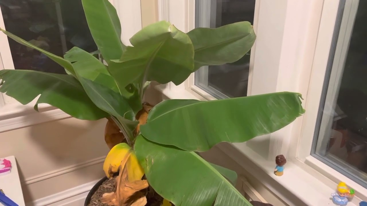Dwarf Banana Tree Indoor Plant Easy Care Instructions