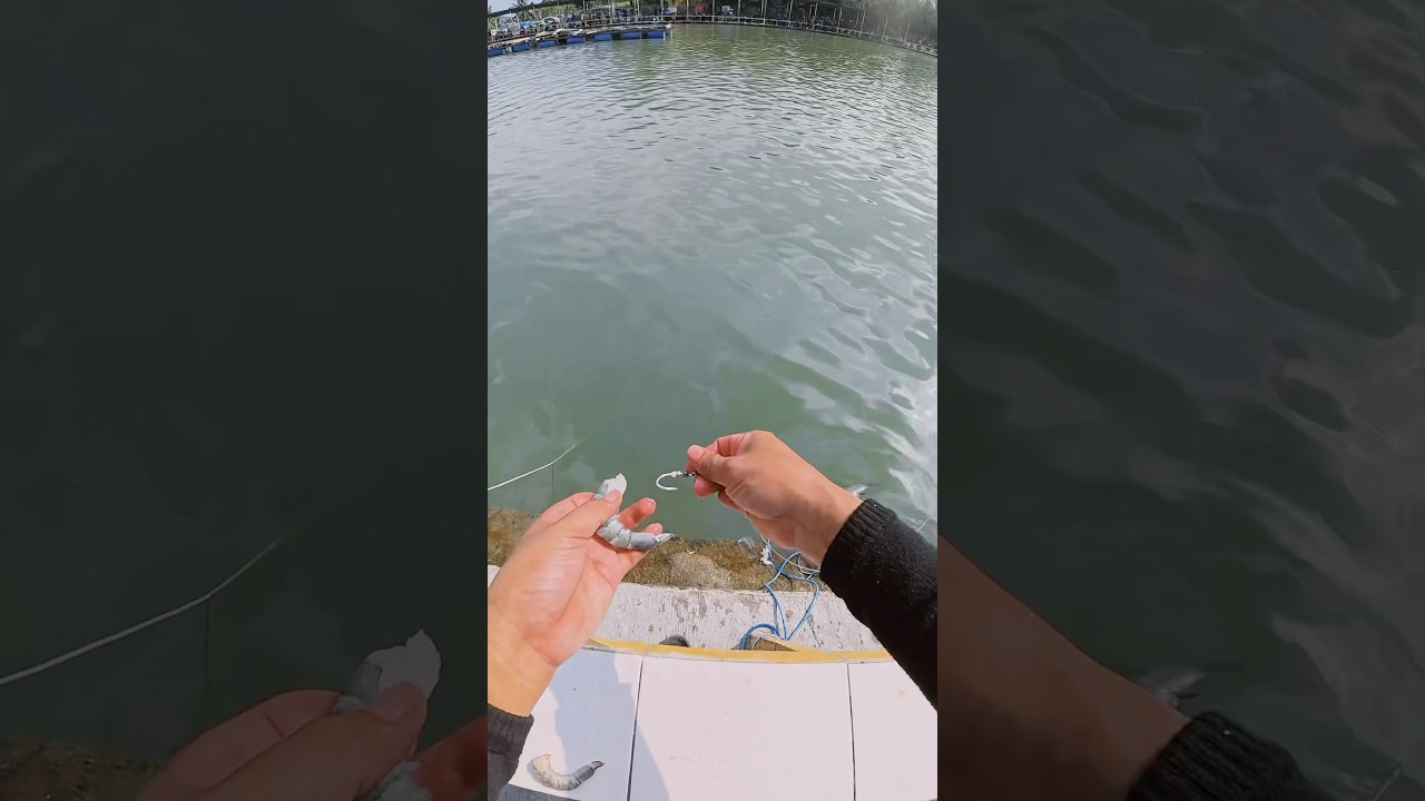 Umpan Killer Mancing Kolam | Udang Kopek #casting #mj #umpan #4ksubscribers