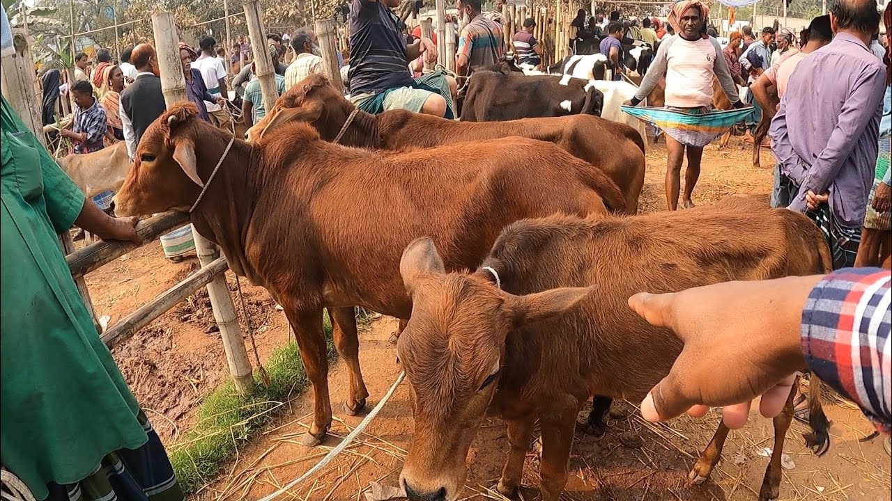 সিন্ধি বকনা বাছুর ফ্রিজিয়ান বকনা বাছুর কেমন দামে বিক্রি হচ্ছে? গরুর হাট ২০২৫ ||