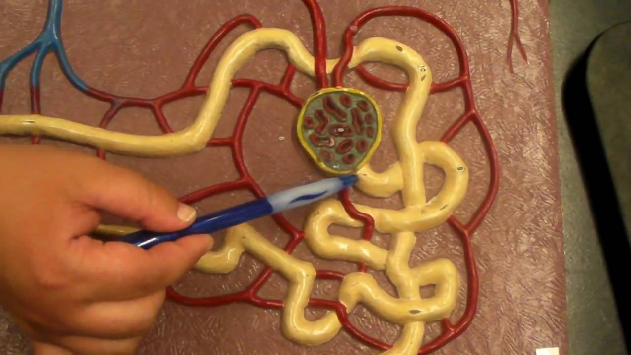 The Nephron Model #1