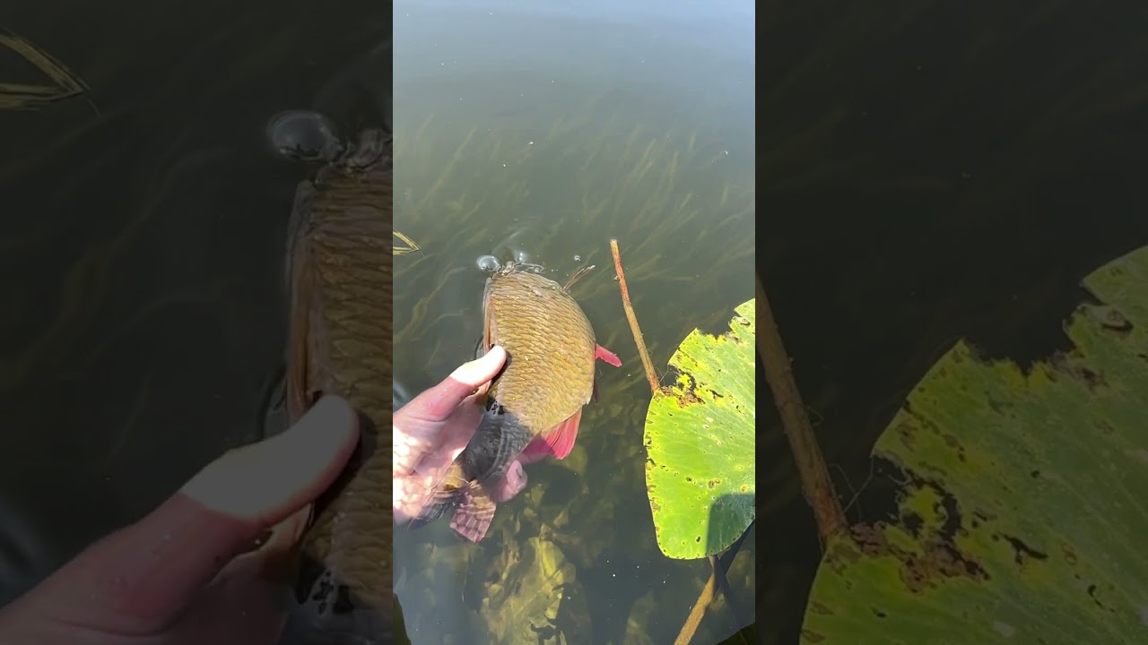 BIG Rudd release