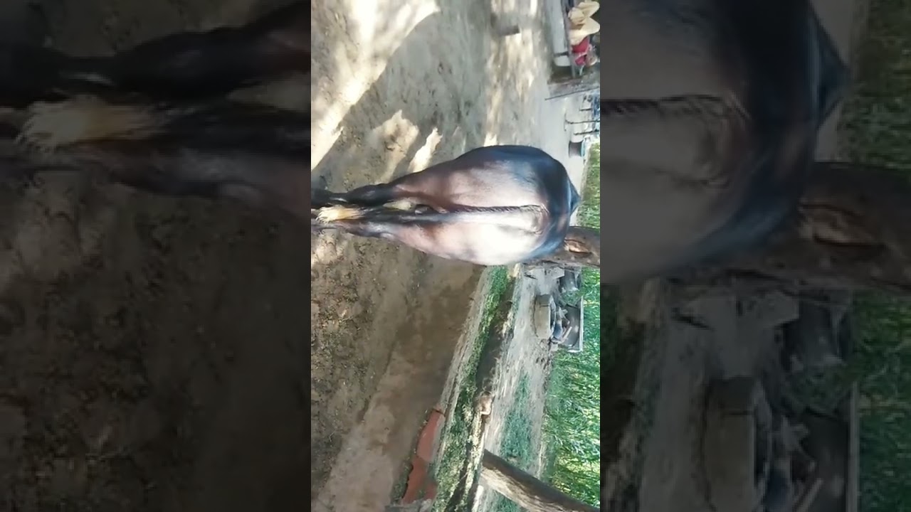 top murrha joti#murah #desi dariy farm