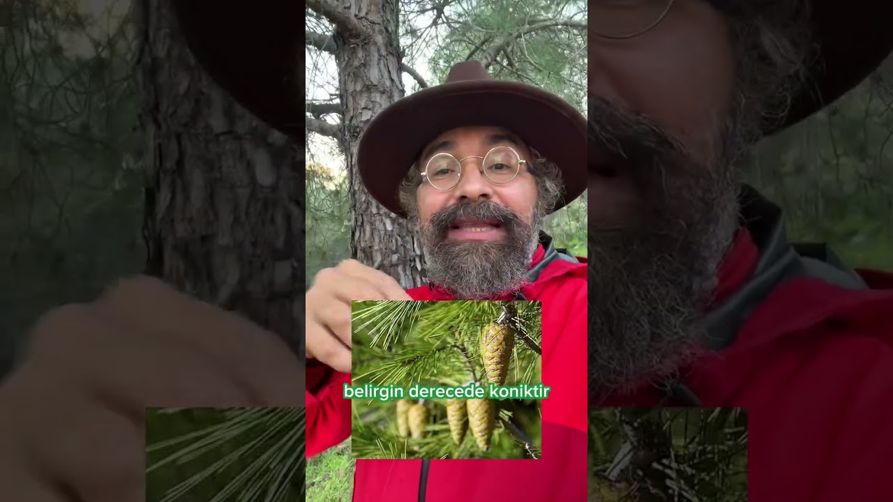 🌲🎄Bir bakışta “ÇAM”
