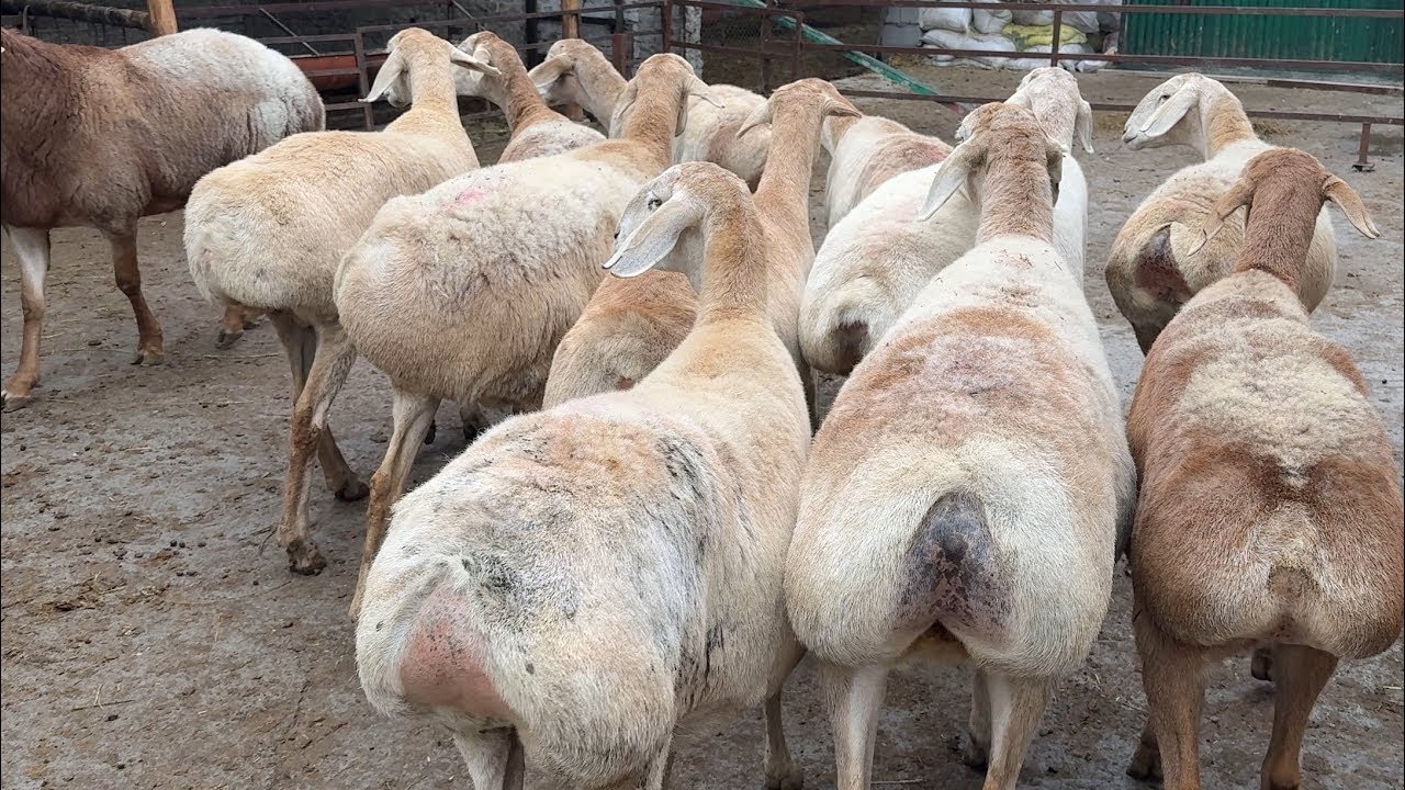 200 bosh qoylar keldi arzon narhda😱😱#umidjonuz #rek #arashan #animals 