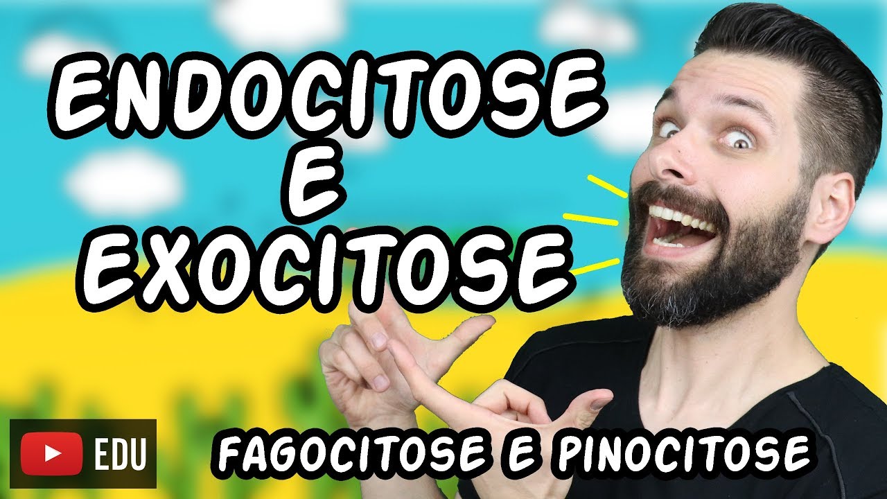 Endocitose (Fagocitose e Pinocitose) e Exocitose - Transporte por Ves&iacute;culas | Biologia