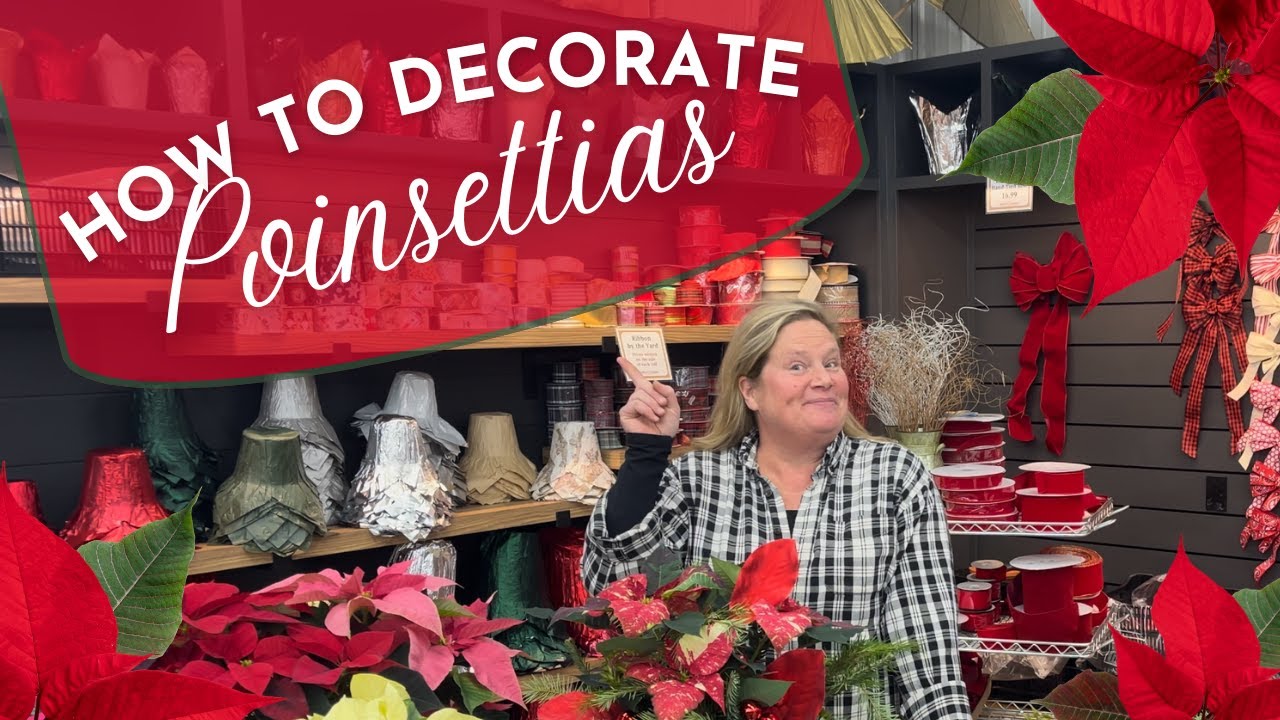 How to Decorate Poinsettias For The Holiday Season and How to Care for Your Poinsettia!