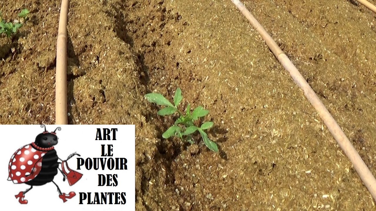 Jardinage: Permaculture 2018: Légumes fruits: Plantation et Rotation des cultures: Potager
