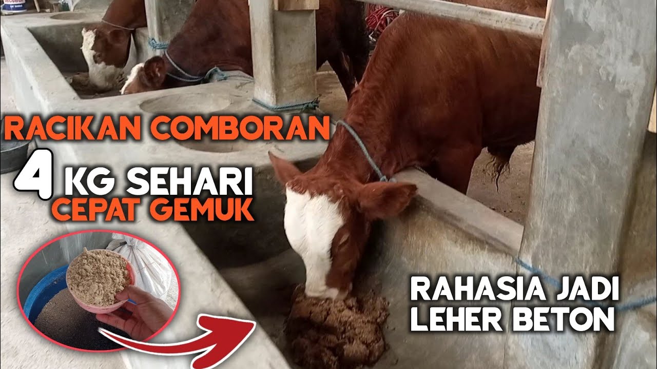 🔴 FULL SENYUM !! Ini Dia Racikan Comboran Bikin Sapi Cepat Gemuk,Hasil maksimal