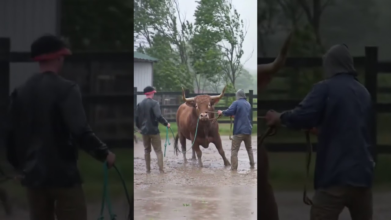Unbelievable! Cow Resists Slaughter During Rainstorm &ndash; Eid al-Adha 2025