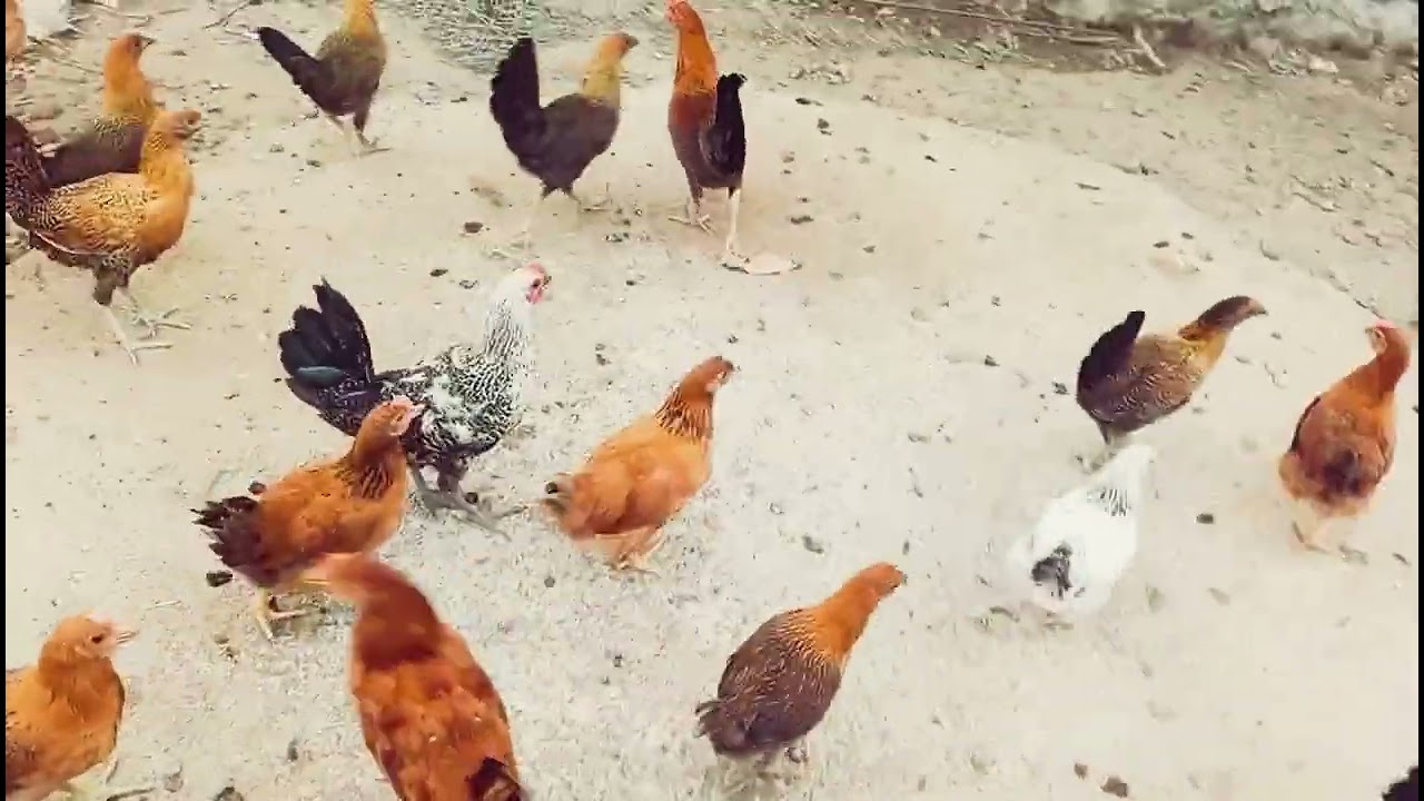 गावरान कोंबडी पालन 🐓🐤 | #gavran #video #poultryfarming 