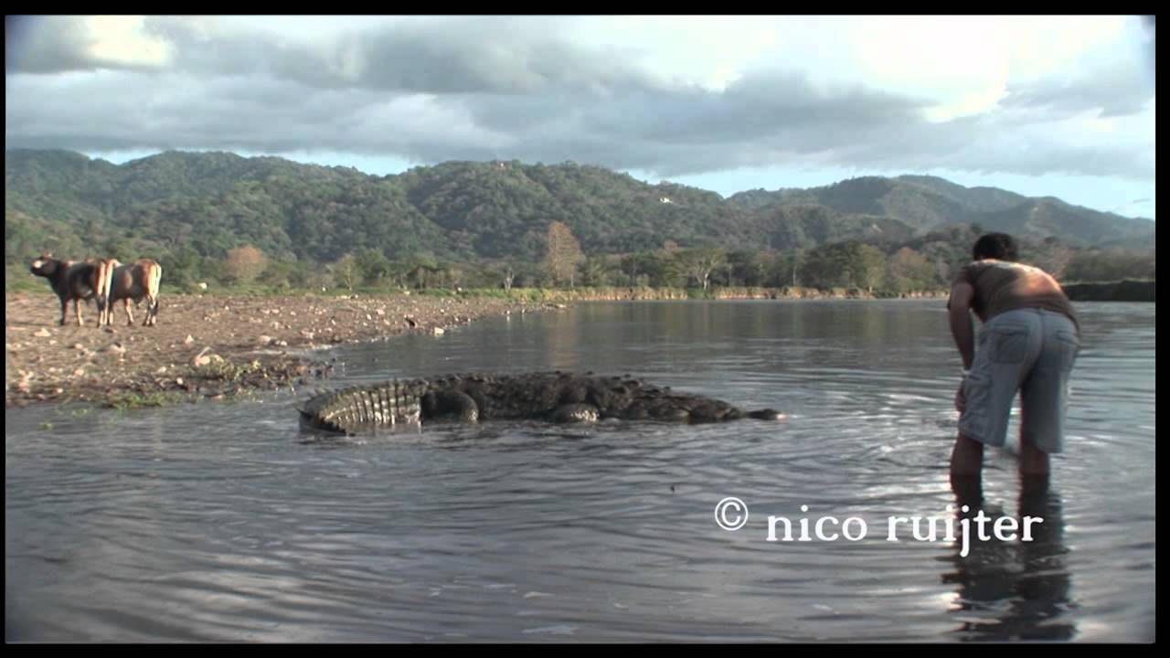 Costa Rica, Crocodiles in the Tarcoles River