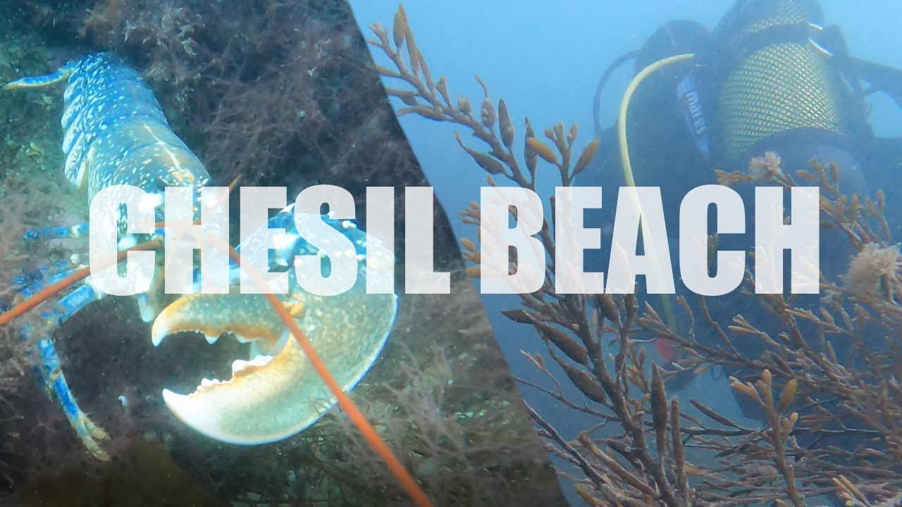 CHESIL BEACH Shore Diving | MASSIVE LOBSTERS & CRABS!