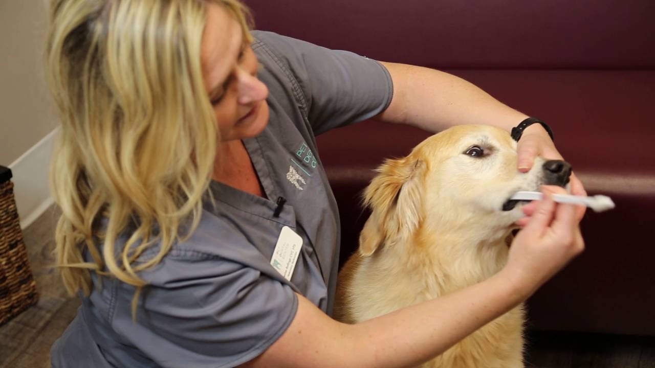 How to Brush Your Dog's Teeth - Pet Dental Center