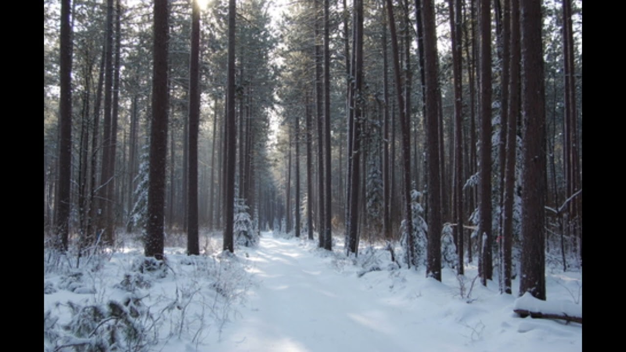 Northern Snow