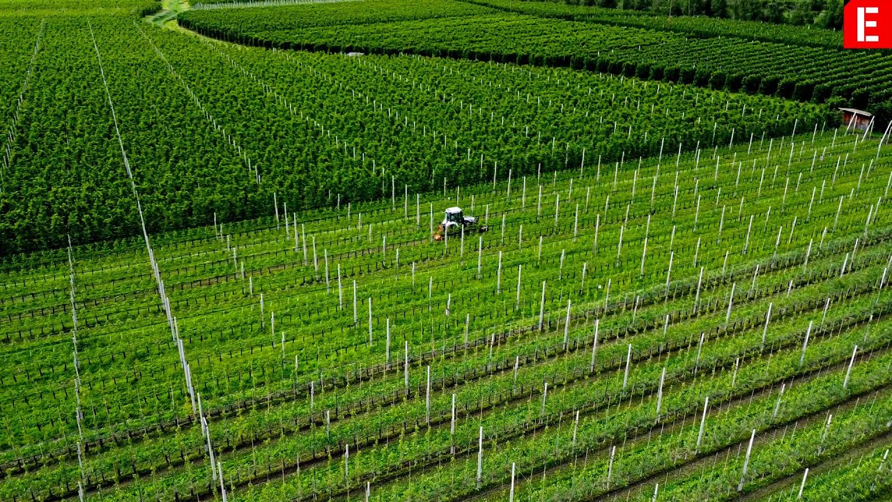 A fight for a pesticide-free farming in Mals, South Tyrol