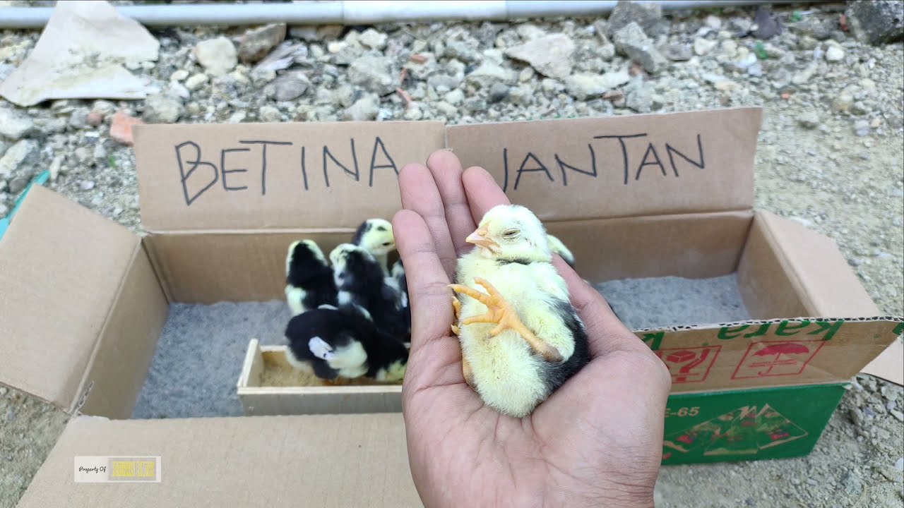 cara membedakan jenis kelamin anak ayam yang baru menetas