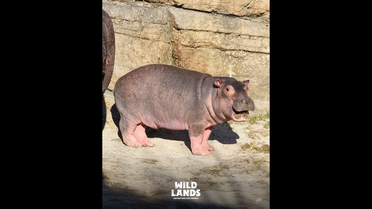 Jong nijlpaard WILDLANDS eerste keer buiten