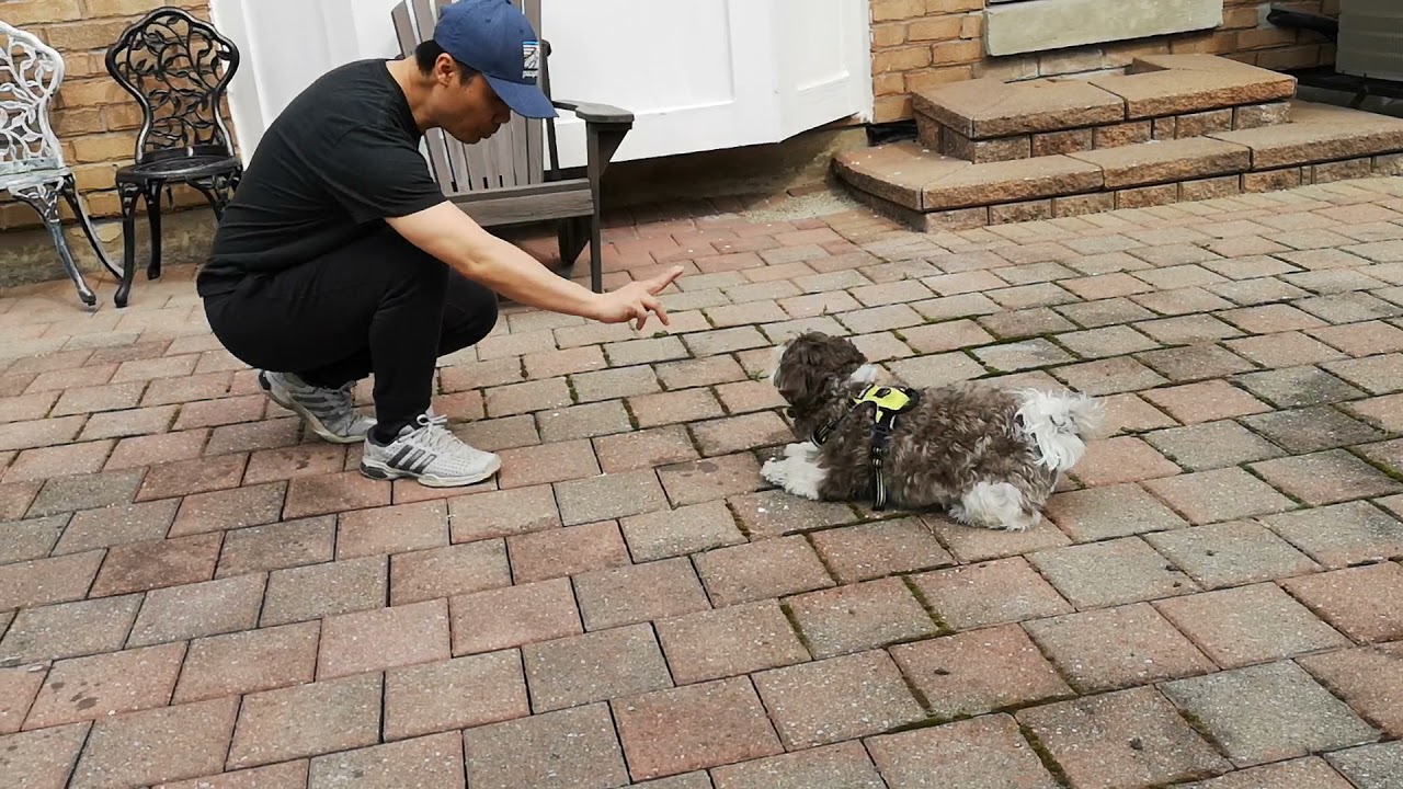Havanese dog Coco does three tricks
