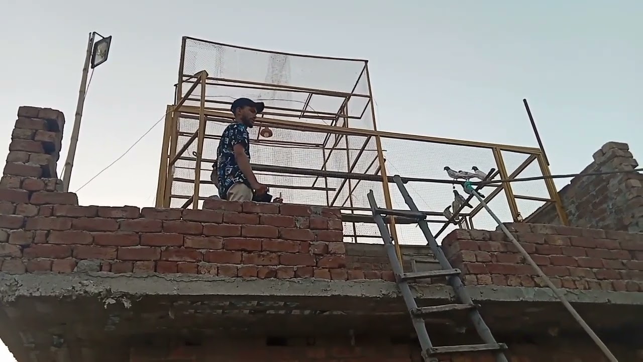 7 Kabutar Wali Bazi Aj Ura Dii || Salman Pigeon Club
