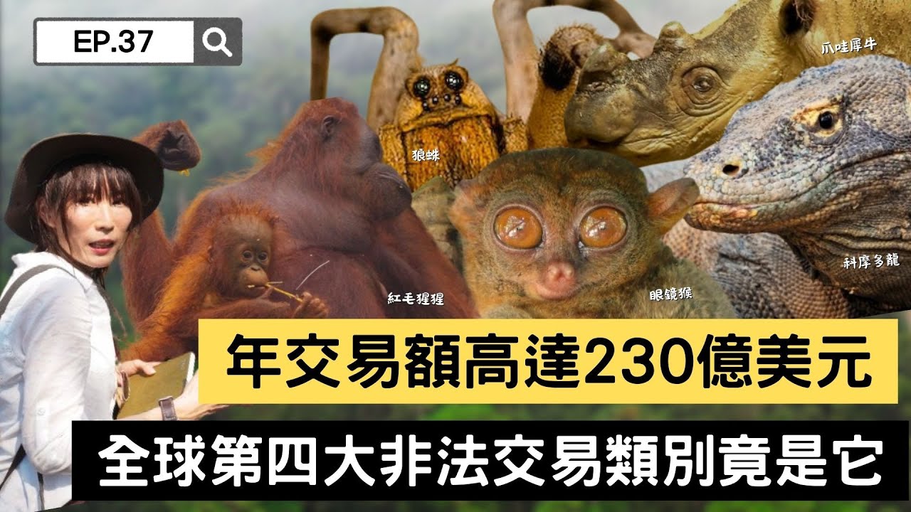 【精選】繼毒品、人口販賣、軍火走私之後 全球黑市第四大產業 年交易額竟高達230億美元！｜聚焦全世界｜舒夢蘭