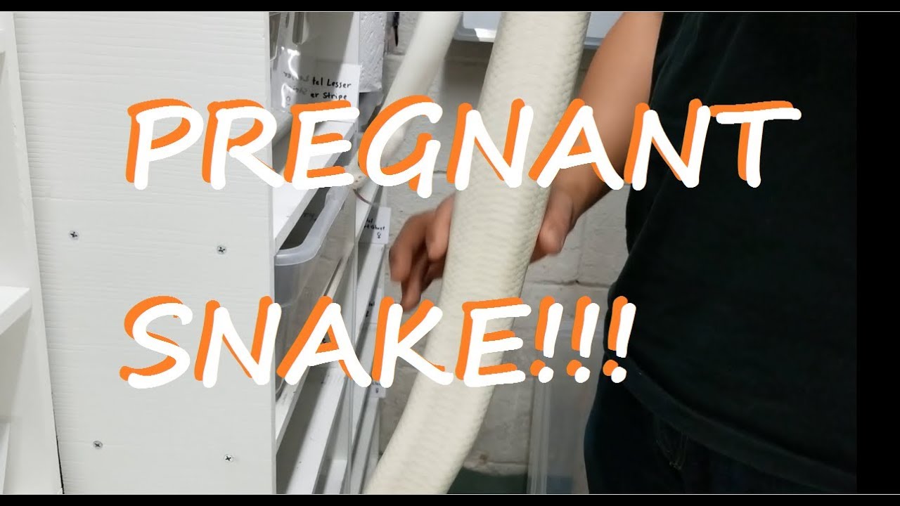 Breeding Ball Pythons: How to Identify Follicle Growth and Ovulation