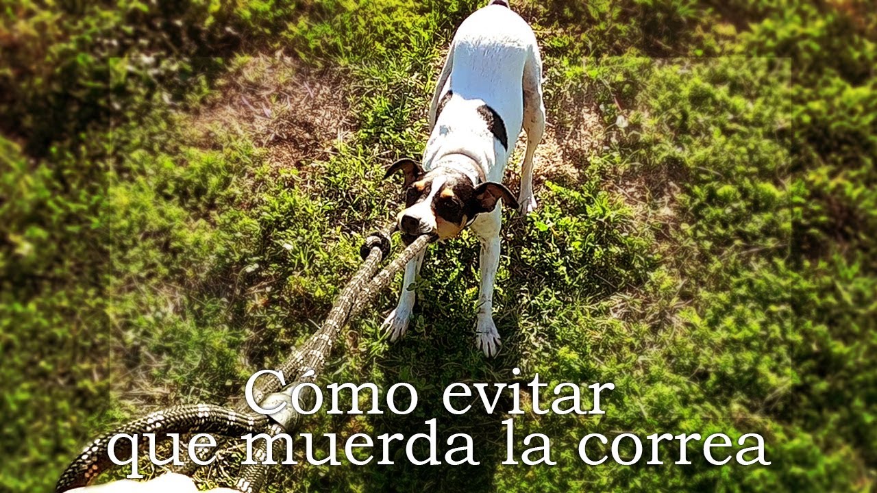 Cómo hacer que mi perro no muerda la correa. Mi perro muerde la correa.