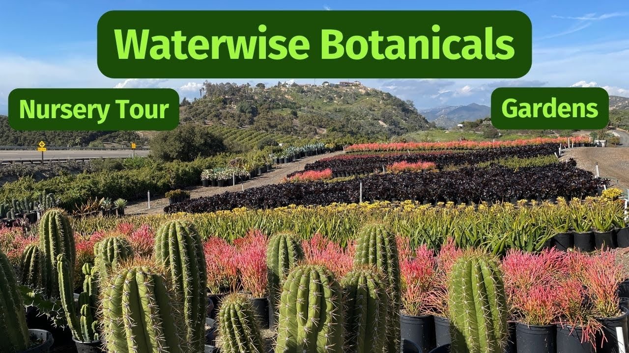 The LARGEST succulent nursery I’ve been to! Waterwise Botanicals 2023 